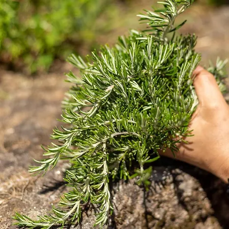 Casa Panoramica Aurora 펜션 세로리코데바스토