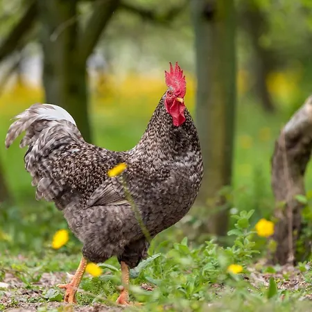 Semesterbostad Casa Panoramica Aurora *