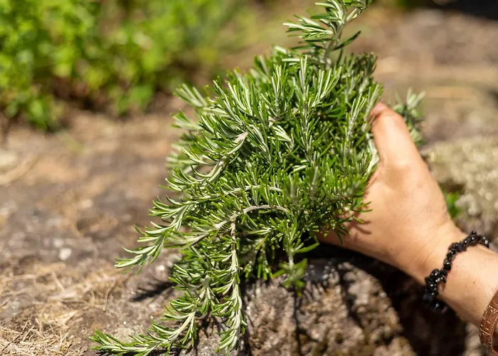 Casa Panoramica Aurora 펜션 세로리코데바스토