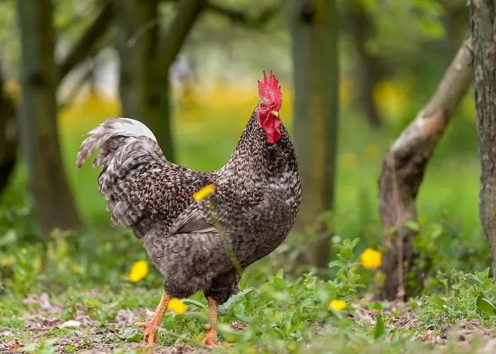 펜션 Casa Panoramica Aurora *